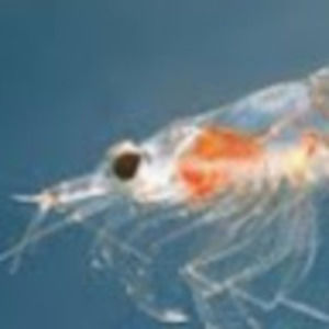 Meet your Posher, Bella